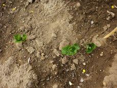 デイ畑にジャガイモの種芋を植えました3